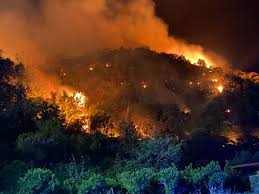 fire in forest