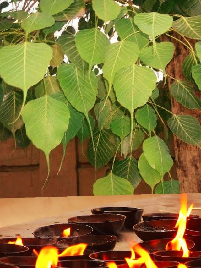 पीपल के पेड़ में कब होता है पितरों का वास? जानें पितृ पक्ष से जुड़ी मान्यताएं