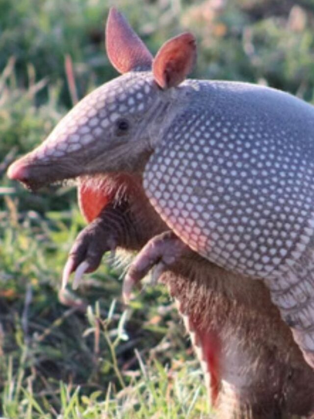 Bulletproof Animal? Armadillo की बॉडी इतनी मजबूत कि गोलियां भी बेअसर बताई जाती हैं